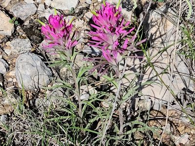 Castilleja purpurea, photographed by kayler09