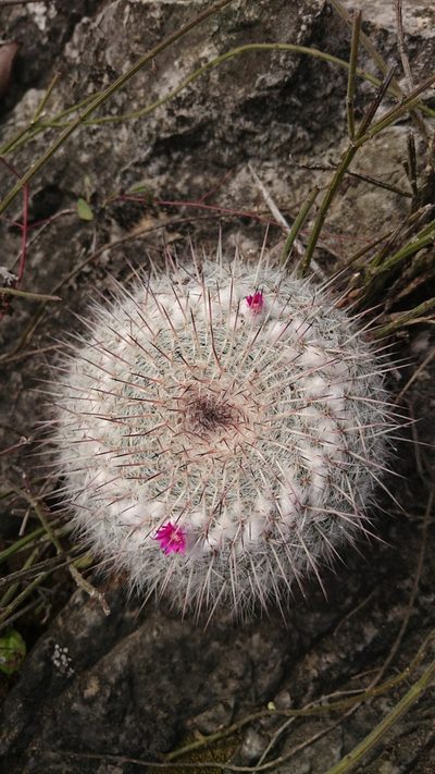 Mammillaria hahniana, photographed by Sandino Guerrero
