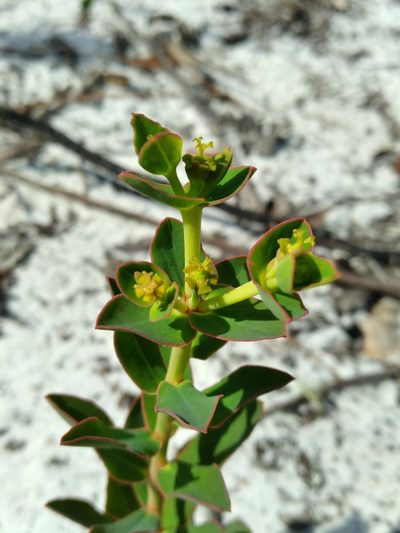 Euphorbia rosescens, photographed by Scott Ward