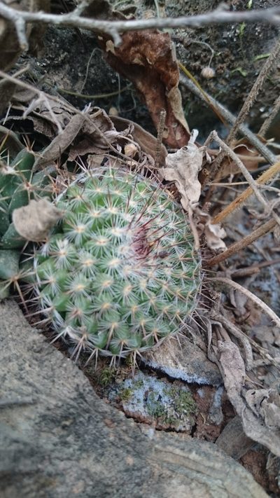 Mammillaria hahniana, photographed by Sandino Guerrero