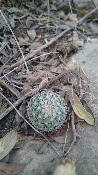 Mammillaria hahniana, photographed by Sandino Guerrero