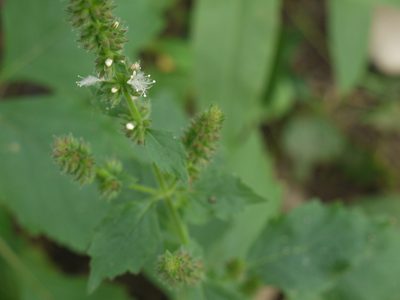 Pogostemon purpurascens, photographed by Dinesh Valke