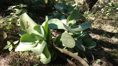 Kalanchoe marmorata, photographed by Sandino Guerrero