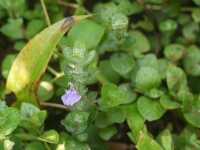 Hygrophila serpyllum, photographed by Dinesh Valke