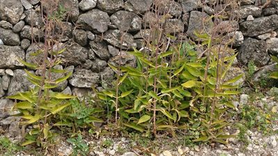 Kalanchoe daigremontiana, photographed by Sandino Guerrero