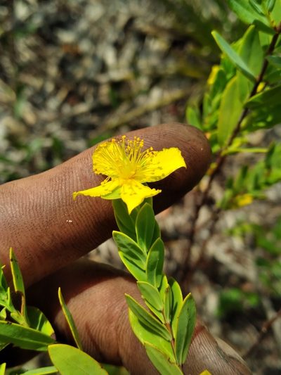 Hypericum edisonianum, photographed by Scott Ward