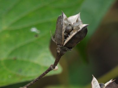 Azanza lampas, photographed by Dinesh Valke