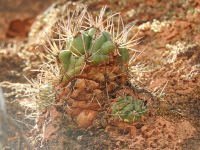 Weingartia neocumingii, photographed by Naturalist Tours