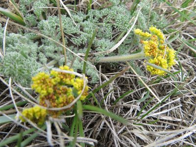 Lomatium foeniculaceum, photographed by dghjertaas