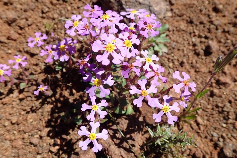 Zaluzianskya venusta, photographed by Peter Warren