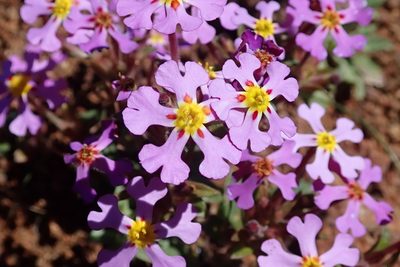 Zaluzianskya venusta, photographed by Peter Warren