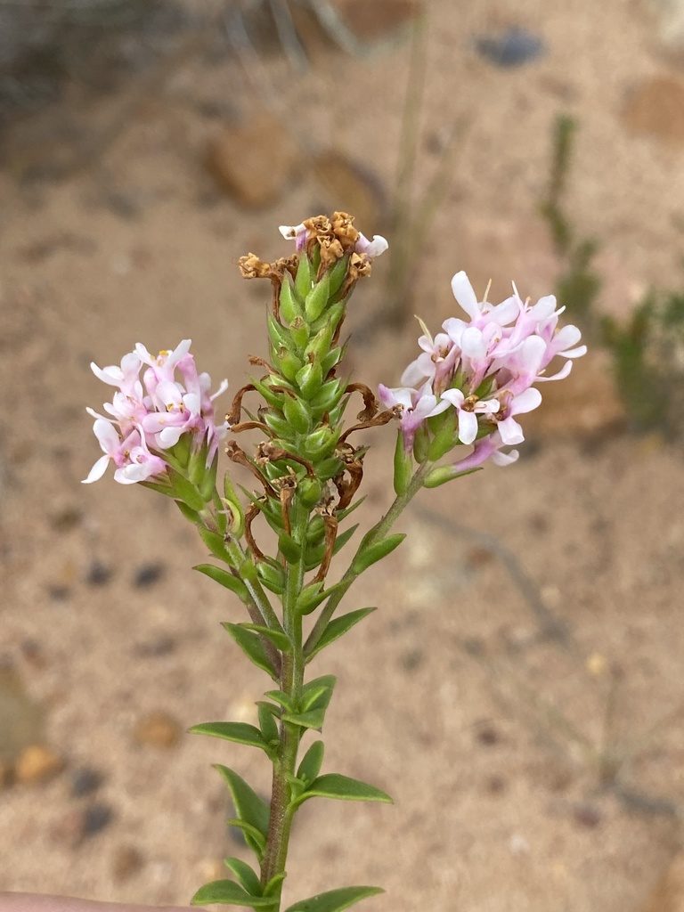 Selago myrtifolia, photographed by Dave U