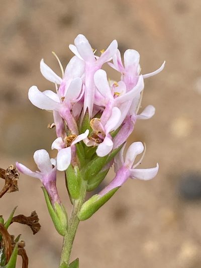 Selago myrtifolia, photographed by Dave U