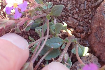 Zaluzianskya venusta, photographed by Peter Warren
