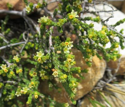Diosma apetala, photographed by Di Turner