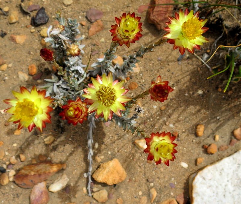 Syncarpha virgata, photographed by Di Turner