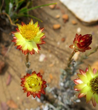 Syncarpha virgata, photographed by Di Turner