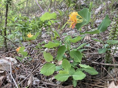 Lonicera flava, photographed by Hill Craddock