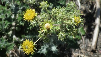 Berkheya heterophylla, photographed by Shaun Swanepoel