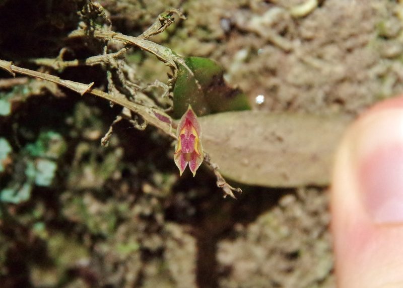 Lepanthes monoptera, photographed by Thibaud Aronson