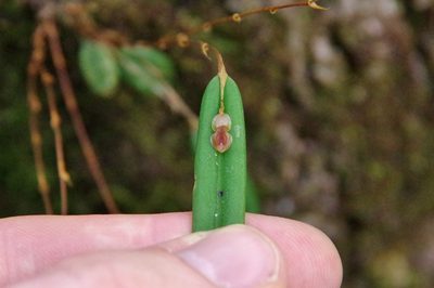 Lepanthes mucronata, photographed by Thibaud Aronson