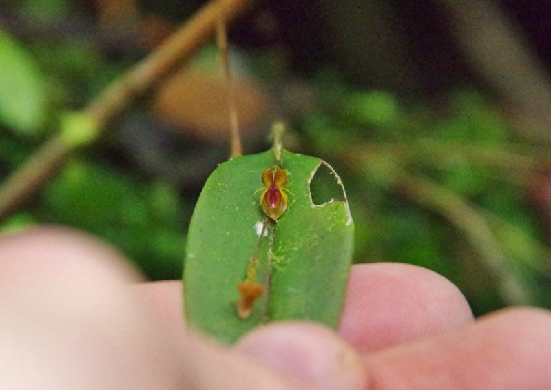 Lepanthes mucronata, photographed by Thibaud Aronson