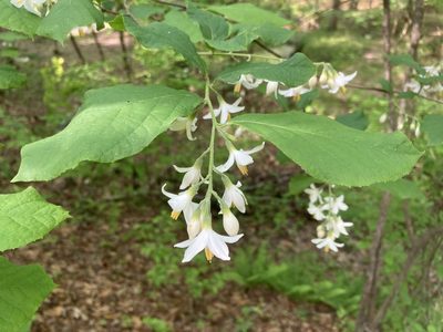 Styrax grandifolius, photographed by Hill Craddock