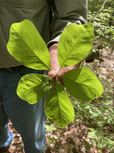 Quercus arkansana, photographed by Hill Craddock