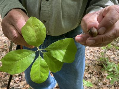 Quercus arkansana, photographed by Hill Craddock