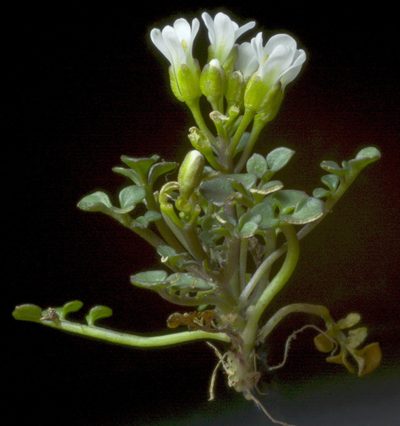 Cardamine eminentia, photographed by Phil Garnock-Jones