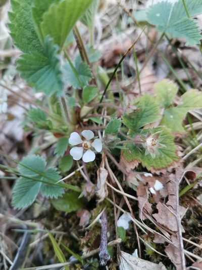 Potentilla carniolica, photographed by Ljaž