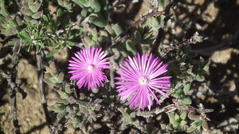 Trichodiadema rogersiae, photographed by Shaun Swanepoel