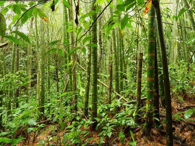 Guadua angustifolia, photographed by Thibaud Aronson