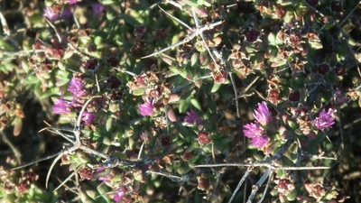 Ruschia cradockensis, photographed by Shaun Swanepoel