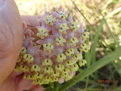 Asclepias albens, photographed by Peter Warren