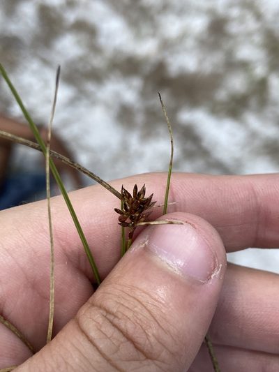 Rhynchospora intermedia, photographed by brycelee
