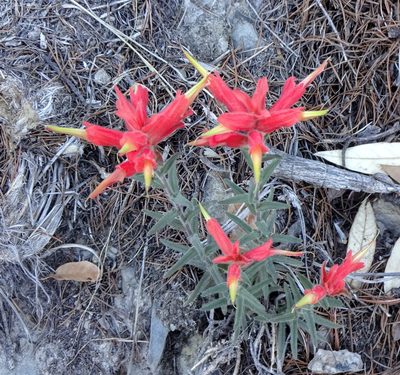 Castilleja tenuiflora, photographed by Andrew Tree