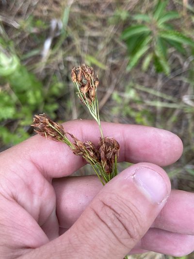 Rhynchospora odorata, photographed by brycelee