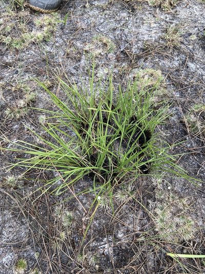 Andropogon brachystachyus, photographed by brycelee