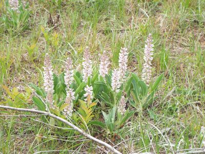 Lupinus villosus, photographed by Jonathan Layman