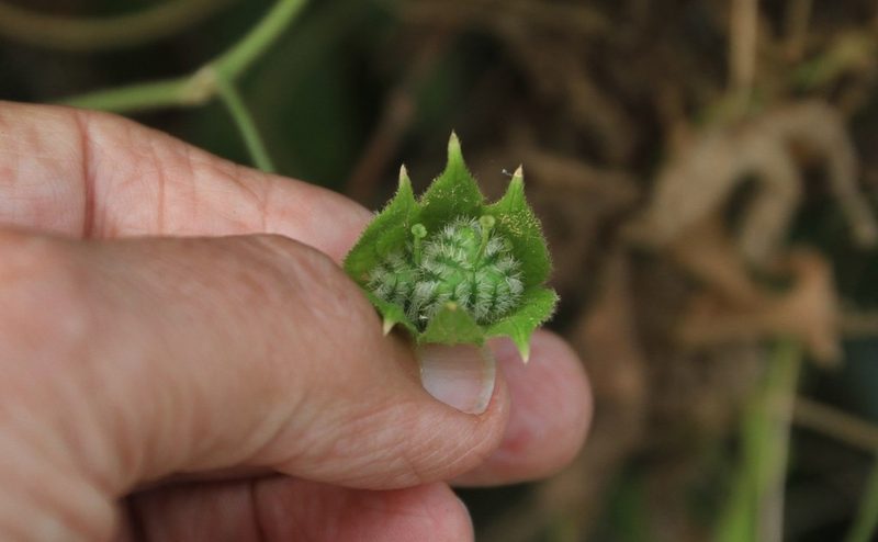 Dalechampia scandens, photographed by Brian Oakes Haiti Hunter