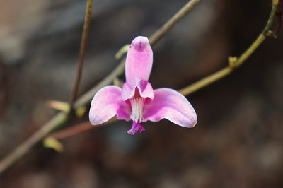 Bletia purpurea, photographed by Claudio Cantú Muñiz