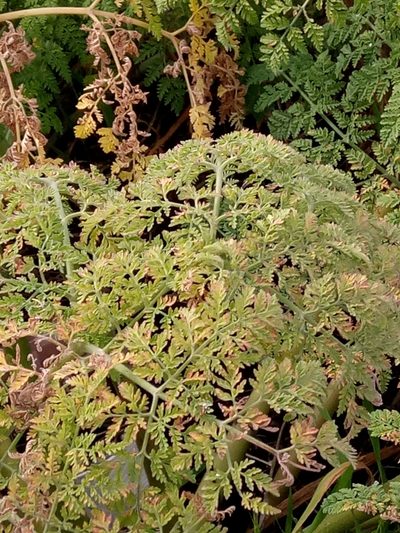 Athamanta sicula, photographed by Karim Haddad
