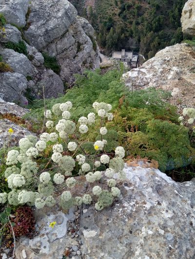 Athamanta sicula, photographed by Karim Haddad