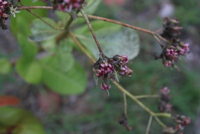 Anacardium occidentale, photographed by Brian Oakes Haiti Hunter