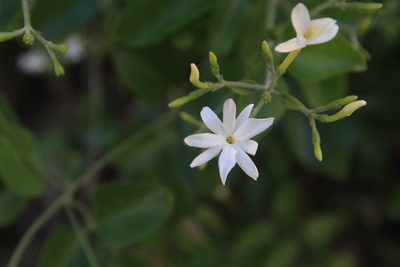 Jasminum fluminense, photographed by Brian Oakes Haiti Hunter