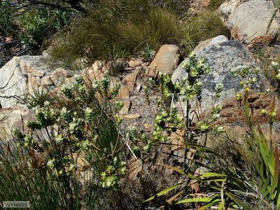Liparia latifolia, photographed by Chris Vynbos