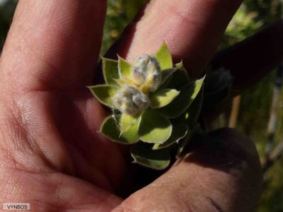 Liparia latifolia, photographed by Chris Vynbos