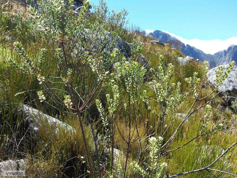 Liparia latifolia, photographed by Chris Vynbos
