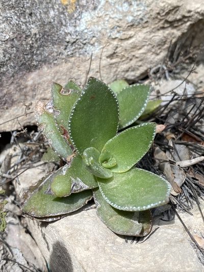 Crassula lactea, photographed by Dave U